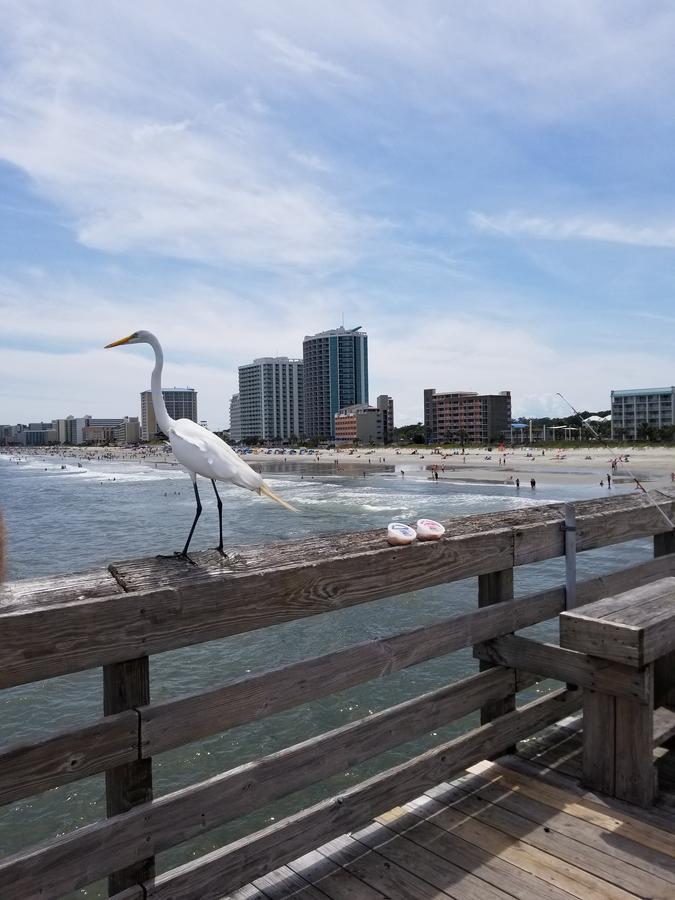 Apartamento New Modern, Direct Oceanfront, Boardwalk, Views! Myrtle Beach Exterior foto